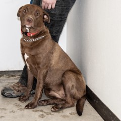 Adoptable Pets in Ely, NV