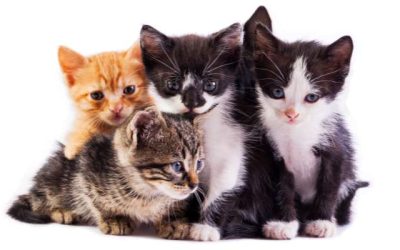 Trap, Neuter, Release Program Seeks Donations