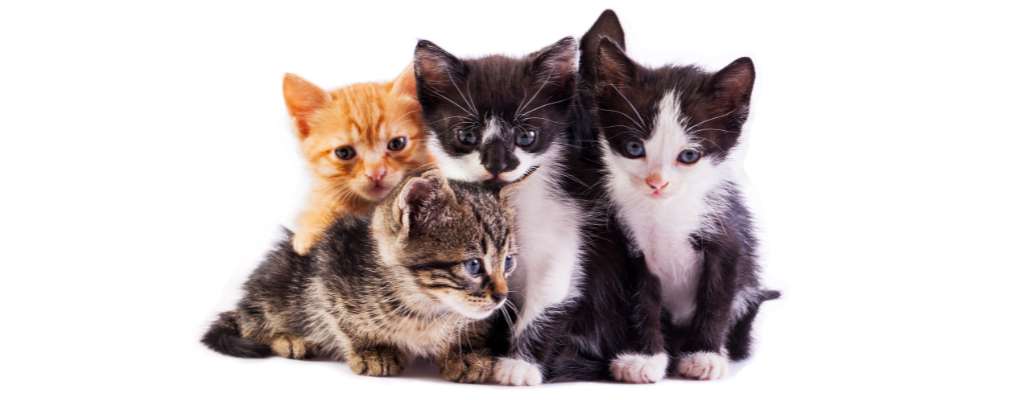 Trap, Neuter, Release Program Seeks Donations