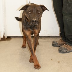 adoptable pets in Ely, NV