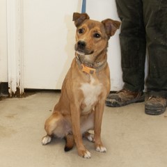 Adoptable pets in Ely, NV