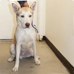 adoptable pets in Ely, NV