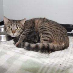 4-29-25 cat Adoptable Pets in Ely, NV