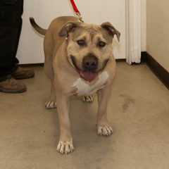 5-13-25 adoptable pets in Ely, NV