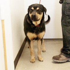5-5-25 Buddy Bear adoptable pets in ely, NV