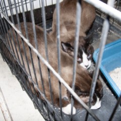 5-5-25siamese adoptable pets in Ely, NV
