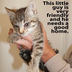 6-16-25 cat Adoptable Pets in Ely, NV