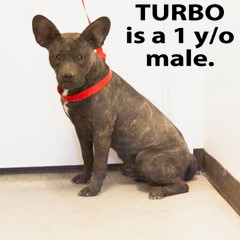 6-16-25 dog adoptable Pets in Ely, NV