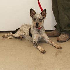 6-9-25 2 Adoptable Pets in Ely, NV
