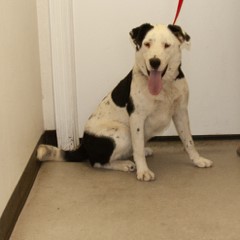 6-9-25 3 Adoptable Pets in Ely, NV