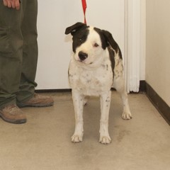 6-9-25 4 adoptable pets in Ely, NV