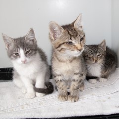 6-9-25 adoptable pets in Ely, NV