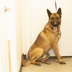 Adoptable Pets in Ely, NV