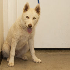 Adoptable Pets in Ely, NV