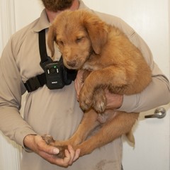 7-7-25 2 Adoptable Pets in Ely, NV