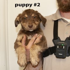 7-7-25 3 Adoptable Pets in Ely, NV
