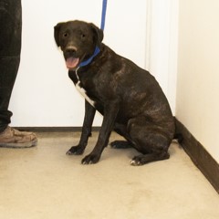 7-7-25 Adoptable Pets in Ely, NV