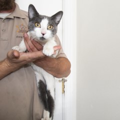 Adoptable Pets in Ely, NV