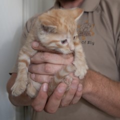 Adoptable Pets in Ely, NV