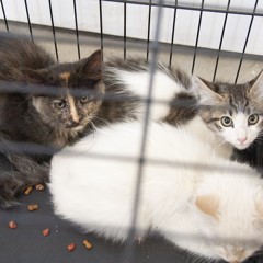 Adoptable Pets in Ely, NV
