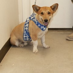 Adoptable Pets in Ely, NV