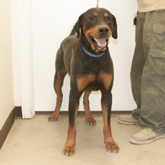 Adoptable Pets in Ely, NV