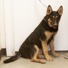 Adoptable Pets in Ely, NV