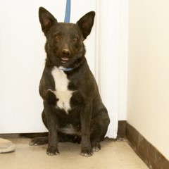 Adoptable Pets in Ely, NV