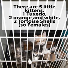 Adoptable Pets in Ely, NV