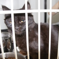 Adoptable Pets in Ely, NV