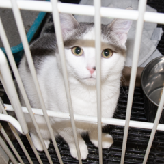 Adoptable Pets in Ely, NV