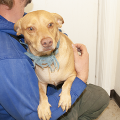 9-29-25 Adoptable Pets in Ely, NV