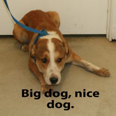 10-20-25 2 Adoptable Pets in Ely, NV