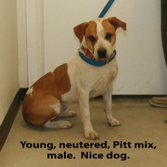 10-20-25 3 Adoptable Pets in Ely, NV