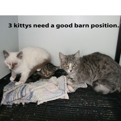 10-20-25 5 Adoptable Pets in Ely, NV