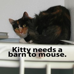 10-20-25 6 Adoptable Pets in Ely, NV