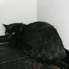 10-20-25 7 Adoptable Pets in Ely, NV