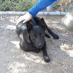 10-6-25 1 Adoptable Pets in Ely, NV