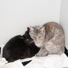 10-6-25 2 Adoptable Pets in Ely, NV