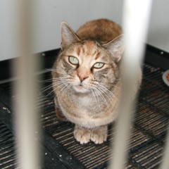 Adoptable Pets in Ely, NV