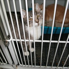 Adoptable Pets in Ely, NV