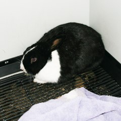 Adoptable Pets in Ely, NV