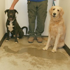 Adoptable Pets in Ely, NV