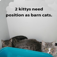 Adoptable Pets in Ely, NV