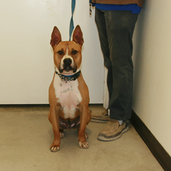 Adoptable Pets in Ely, NV