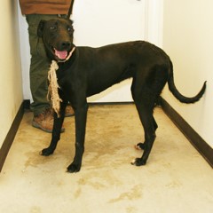 Adoptable Pets in Ely, NV