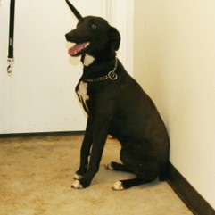 Adoptable Pets in Ely, NV