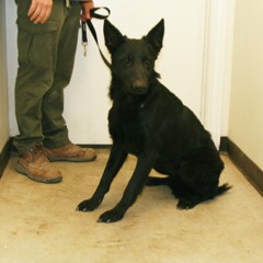 Adoptable Pets in Ely, NV