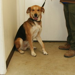 Adoptable Pets in Ely, NV