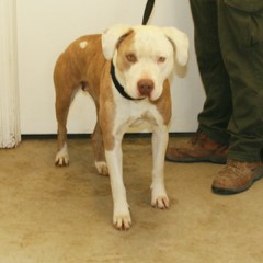 Adoptable Pets in Ely, NV